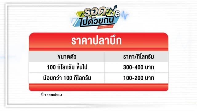 ซื้อบัตรล่าปลาบึก เปิดราคาจริง ปลาบึกใหญ่ตัวละร้อยกิโลกรัม บอกได้เลยราคาไม่ธรรมดา!