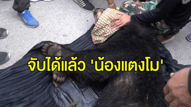 จบปฏิบัติการ 10 วันจับ 'น้องแตงโม' หมีควายขอนแก่น - เปิดนาที จนท. กระโดดลงน้ำหนีหมี