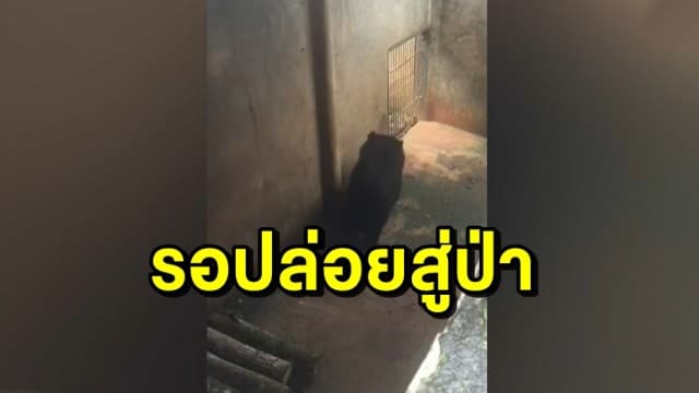 จนท. ย้าย 'แตงโม' จากขอนแก่นมาที่เขาค้อแล้ว สภาพร่าเริง รอปล่อยป่า