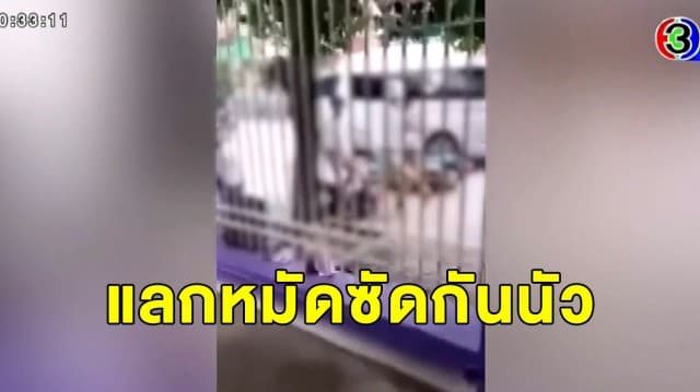 ใจนักเลง! นักเรียนยกพวกตีกันกลางถนนไม่สนใจใคร คนสัญจรผ่านไปมาบีบแตรไล่กลับไม่สะเทือน