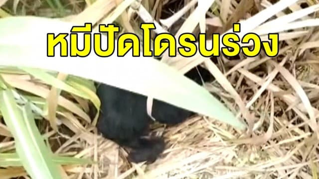 จนท.เร่งไถป่าอ้อยกระชับพื้นที่ จับหมี 3 แม่ลูก ก่อนหน้าแม่หมี คว้าต้นอ้อยปัดโดรนร่วง! 