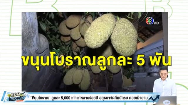 'ขนุนโบราณ' ลูกละ 5,000 เก่าแก่หลายร้อยปี อยุธยาจัดทีมนักรบ คอยเฝ้ายาม