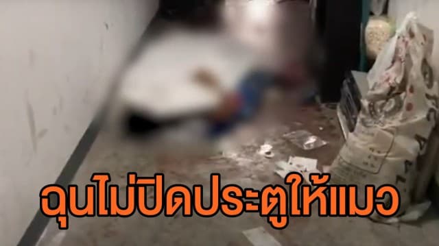 พี่เขยแทงน้องเมียเสียชีวิต ไม่พอใจเรื่องแมว