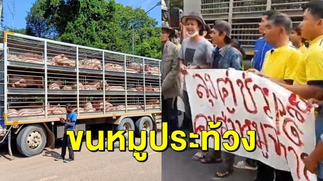 เจ้าของฟาร์มรวมตัวประท้วง ขนหมูใส่รถบรรทุกคอก หลังมีคำสั่งห้ามส่งออกหมู เรียกร้องลุงตู่ช่วย