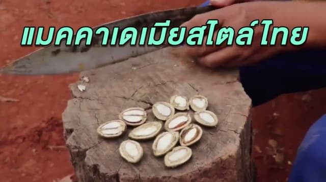 'ลูกกระบก' แมคคาเดเมียสไตล์ไทย สุดแปลก วัวกินแล้วคนกินต่อ