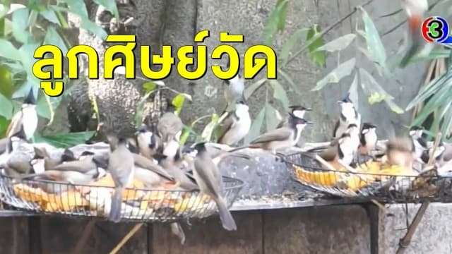 นกกรงหัวจุกนับร้อย แห่รอกินอาหารจากเจ้าอาวาสวัดดัง