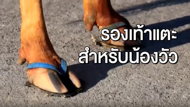 เคยเห็นไหม? ‘รองเท้าแตะวัว’ ไอเดียสุดแปลก สร้างรายได้สุดปัง!