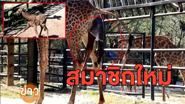นักท่องเที่ยวลุ้น ! นาทีแม่ยีราฟตกลูก สวนสัตว์เปิดเขาเขียว ต้อนรับปีใหม่