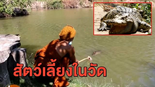 ฮือฮา นทท.แห่ทำบุญ พร้อมชมจระเข้ที่พระเลี้ยงไว้ในวัดอย่างใกล้ชิด