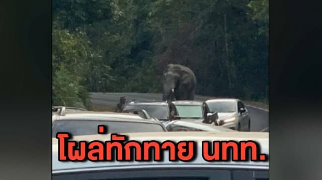 นทท.ระทึก ช้างป่างาเดียวแวะมาทักทายบนถนนช่วงเทศกาลปีใหม่