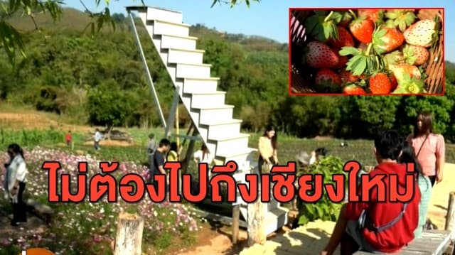 ไม่ต้องขึ้นเหนือ! ไร่สตรอว์เบอรี่ณัฐพร แลนด์มาร์คแห่งใหม่ จ.ขอนแก่น