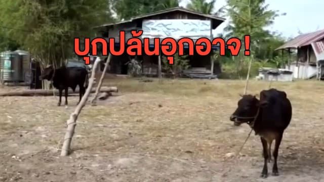 เจ้าของแทบทรุดคนร้ายบุกยิงขู่กลางดึก ก่อนลักวัวพันธ์ุไทยหาย 21 ตัว ล่าสุด ตร.พบแล้ว 16 ตัว 