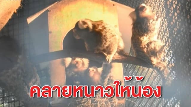 ขอนแก่นหนาวจัด สวนสัตว์เปิดไฟ-ห่มผ้าให้สัตว์คลายหนาว