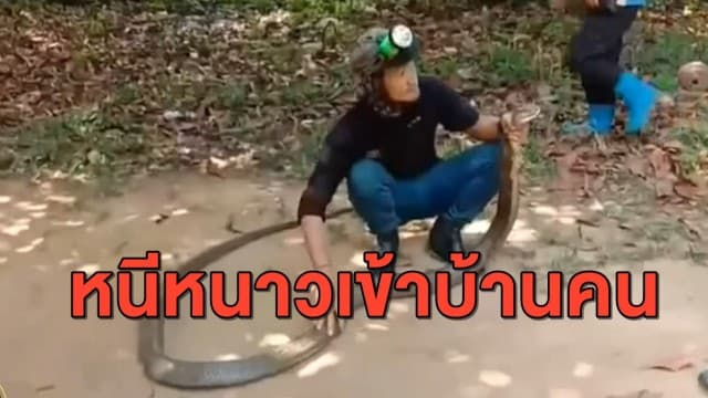 ขกลุก! คลิป จนท.ช่วยจับงูจงอางยาว 5 เมตร หนีหนาวเข้าบ้าน