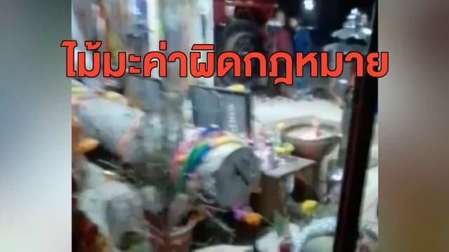 จนท.ตรวจสอบต้นตะเคียนที่บ้าน 'ลุงพล' พบเป็นไม้มะค่าผิดกฎหมาย