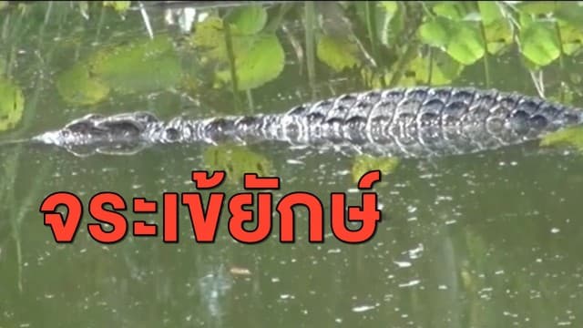ฮือฮา ชาวบ้านแห่ดู 'จระเข้ยักษ์' โผล่กลางหนองน้ำสาธารณะ
