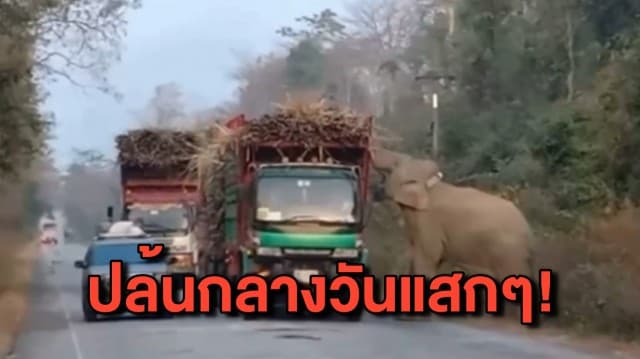 อุกอาจ! ช้างป่าจอมซ่า ดักปล้นรถขนอ้อยกลางวันแสกๆ