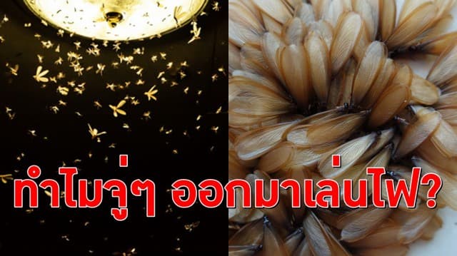 นักหิวแสงในตำนานบุก! ‘แมลงเม่า’ ไม่ได้มาแค่หลังฝน เผยเหตุจู่ๆ โผหาไฟในฤดูหนาว ก่อนกลายร่างเป็นปลวกร้าย