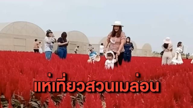นทท.แห่ชมสวนเมล่อน ชากังราว เซลฟี่คู่ดอกเซโลเซียสีสดใส