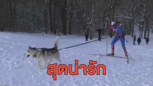 สุดน่ารัก รัสเซียจัดแข่งกีฬาสกี ผสมคนกับสุนัข 