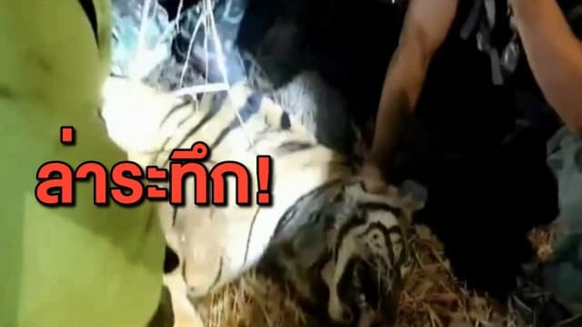 ระทึก! นาทีเจ้าหน้าที่ไล่ล่าเสือเพศเมีย หลังหลุดจากกรงเลี้ยงสถานีเพาะเลี้ยงป่าเขาสน