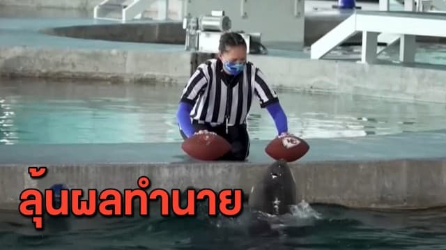 'โลมานิโคลัส' หักหน้าทีมเจ้าถิ่น ทำนายผล 'แคนซัส' คว้าแชมป์ซูเปอร์โบวล์