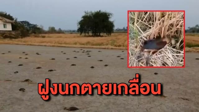 นกเป็ดแดงหนีหนาวมาเมืองไทย เจอยาเบื่อชาวนาตายเกลื่อน