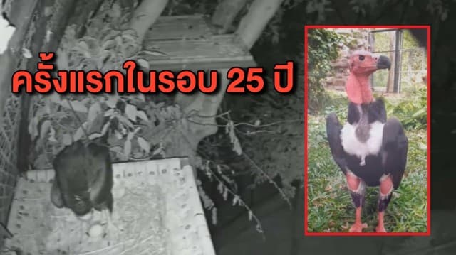 ครั้งแรกในเอเชีย! พญาแร้งในไทยออกไข่สำเร็จหลังรอคอยมานานกว่า 25 ปี