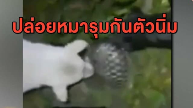 สะเทือนใจ รวบชายใจโหด ปล่อยสุนัขรุมกัดตัวนิ่ม ก่อนนำคลิปโพสต์ลง TIKTOK