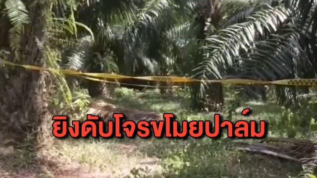 เจ้าของสวนปืนโหด ยิงดับวัยรุ่นย่องขโมยตัดปาล์ม