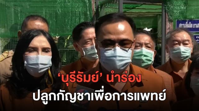 'อนุทิน' ประเดิม 'บุรีรัมย์' นำร่องลูกกัญชา 6 ต้น เพื่อประโยชน์ทางการแพทย์