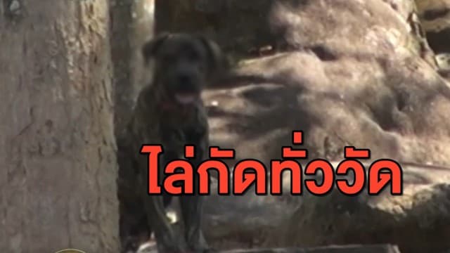 หนีกันวุ่น! สุนัข แหกกุฏิ ไล่กัด พระ-ชาวบ้าน คาดหิวหนัก พระเจ้าของสุนัขหายไปหลายวัน ติดต่อไม่ได้
