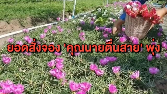 สีสันวาเลนไทน์ ตลาดดอกไม้คึกคัก ยอดออเดอร์ ‘คุณนายตื่นสาย’ มาแรง