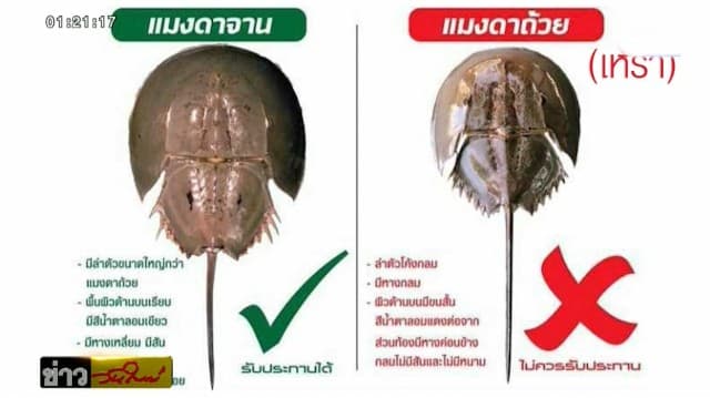 อุทาหรณ์! ชายตั้งวง กินแมงดาเหรา แกล้มเหล้า ดับ 1 โคม่า 1