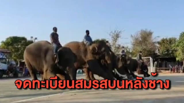 สุดเก๋! หลายคู่พากันมาจดทะเบียนสมรสบนหลังช้าง ต้อนรับวันวาเลนไทน์