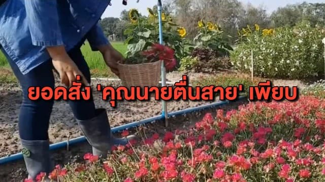 ตลาดดอกไม้คึกคักรับวาเลนไทน์ ปีนี้ ‘คุณนายตื่นสาย’ มาแรง ยอดสั่งจองเพียบ