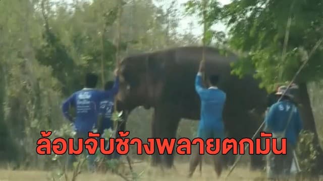 จนท.ล้อมจับช้างพลายตกมัน หลังใช้งวงฟาดสิบล้อพังเสียหาย - วิ่งเข้าป่าสาธารณหมู่บ้าน เคราะห์ดีไร้คนเจ็บ