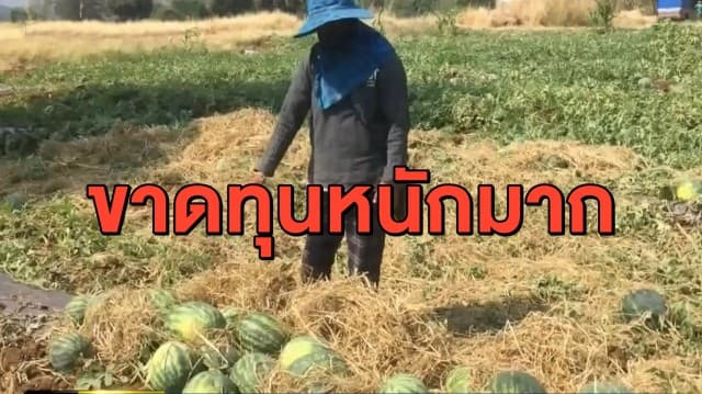 โควิดทำพิษ! ชาวสวนประกาศขายแตงโม โลละ 2.50 บาท ยังขายไม่ออก ลั่นใครมาสวนให้กินแตงโมฟรี