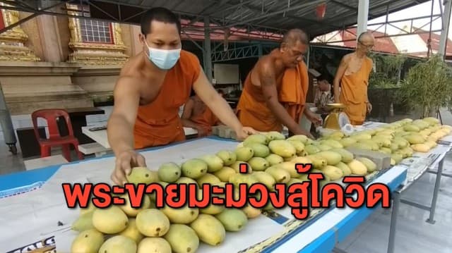 พระวัดบางหญ้าแพรกเจอพิษโควิด ญาติโยมเข้าวัดทำบุญน้อย ต้องวางตาลปัตรมานั่งขายมะม่วงหาค่าน้ำ-ค่าไฟ