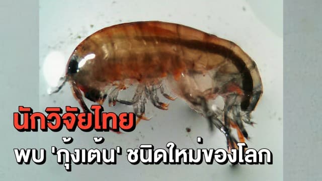 ตะลึง! นักวิจัยพบ 'กุ้งเต้น' ชนิดใหม่ของโลก ที่ ม.เกษตรฯ 