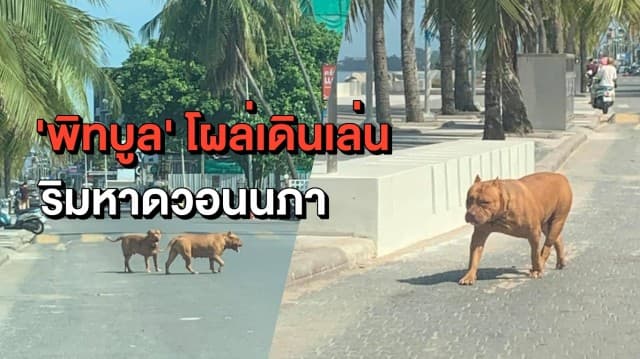 ผวา! 'พิทบูล' โผล่เดินเล่นรับลมริมหาด ด้าน 'นายกตุ้ย' โพสต์เตือนเจ้าของ วอนใส่สายจูงเพื่อความปลอดภัย