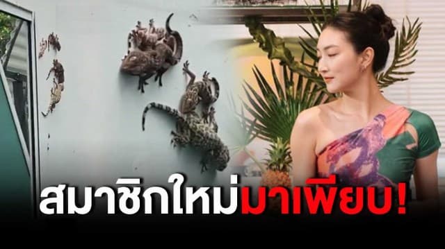 มาเต็ม! 'แพนเค้ก' โพสต์คลิปสมาชิกใหม่ในบ้าน โผล่มาเป็นครอบครัว เพื่อนดารา-แฟนคลับ โอดเห็นแล้วอยากเป็นลม