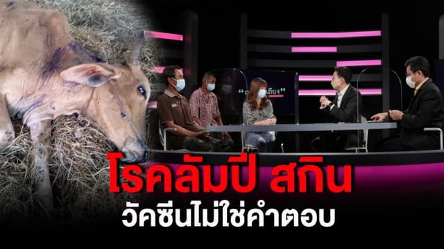 เกษตรกร น้ำตานอง โรคลัมปี สกิน ระบาดในโค-กระบือ ปศุสัตว์ ยัน ไม่ติดต่อสู่คน สั่งเร่งช่วยเหลือ : ช็อตเด็ด ถกไม่เถียง