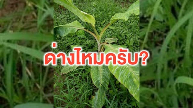 เจอของดี! หนุ่มโพสต์ถามใช่ต้นกล้วยด่างไหม? ชาวเน็ตแห่คอมเมนต์ พร้อมบอกราคาเสร็จสรรพ 