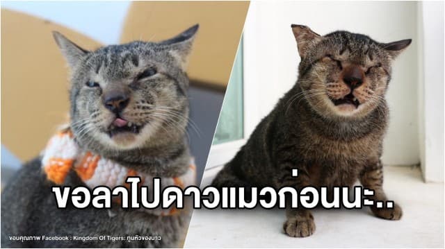 ปิดตำนาน 'เสือจากัวร์' แมวพิการแห่งบ้าน 'ทูนหัวของบ่าว' ขาขาด ตาบอด แถมเป็นเอดส์ 