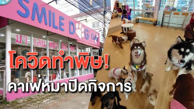 ไปต่อไม่ไหว! 'Smile Dog Cafe' กล่าวอำลาทาสหมา เตรียมปิดกิจการ หลังพิษโควิดทำขาดทุน 