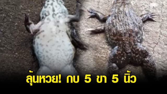 คอหวยลุ้นเลข! หนุ่มจับกบเตรียมป่นกิน พบมี 5 ขา 5 นิ้ว เชื่อให้โชค