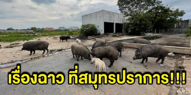 เจ้าของเพจดัง เผยไปช่วยหมู โดนหมารุมกินลูกจนหมด ซ้ำ เจอหญิงสติไม่ดีโดนขืนใจแลกเงิน