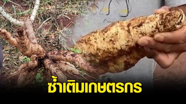 โจรอาละวาด ย่องเงียบขโมยมันสำปะหลัง ซ้ำเติมเกษตรกร