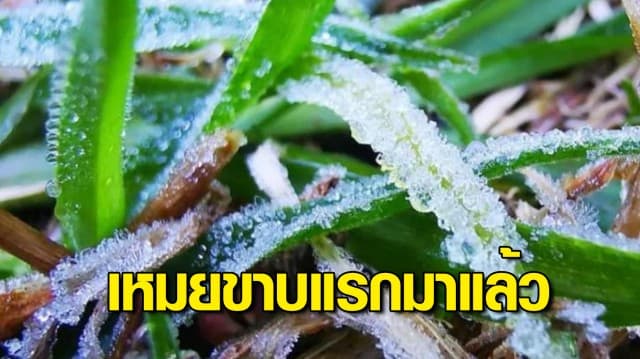 เหมยขาบแรกมาแล้ว! ดอยอินทนนท์ อุณหภูมิลดฮวบเหลือ 6 องศา